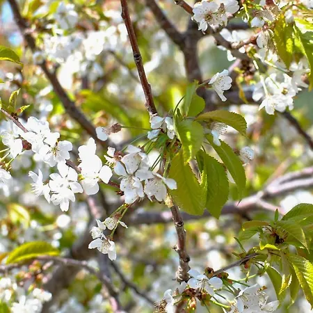 La Nonna Efrosini * Anomeriá