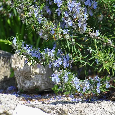 Apartman La Nonna Efrosini *