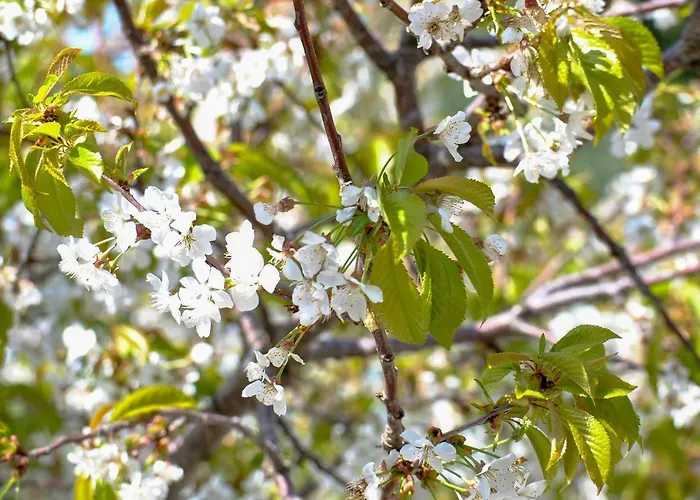 La Nonna Efrosini * Anomeriá